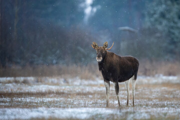 Mammal - bull moose winter (Alces)