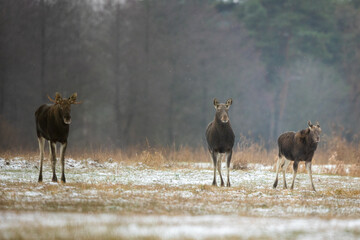 Mammal - bull moose winter (Alces)