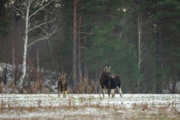Mammal - bull moose winter (Alces)