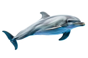 A dolphin leaping out of the water, isolated against a transparent background, capturing the graceful and dynamic motion