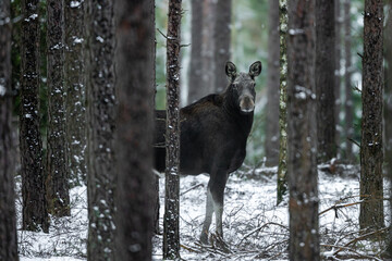 Mammal - bull moose winter (Alces)
