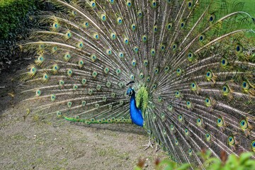 Obraz premium Vibrant peacock displaying its colorful feathers in a garden setting.