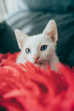Playful white kitten peering through soft red fur