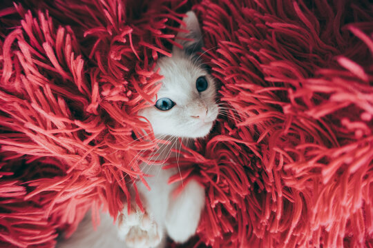Adorable white cat peeking out from a red fuzzy blanket