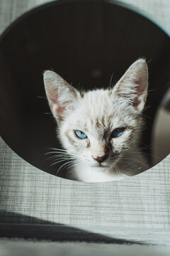 Blue-eyed kitten peeking from a dark hole