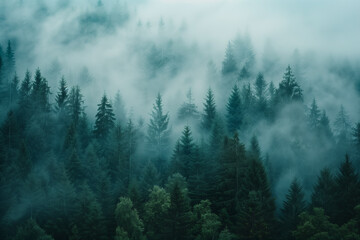 Background featuring a landscape of mountain pine trees in the fog during early spring or autumn. Ideal for screensavers or interior design.