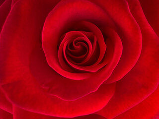 Blurred for background.Close-up shot of a red bright rose for background.