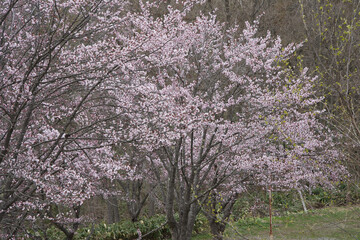 満開の桜の花が咲く春の季節