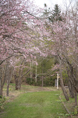 満開の桜の花が咲く春の季節