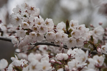 満開の桜の花が咲く春の季節