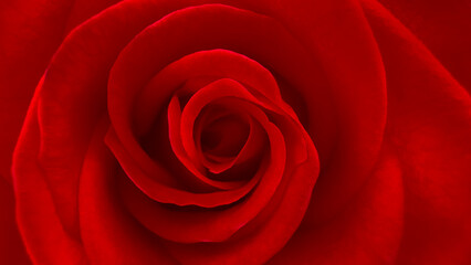 Blurred for background.Close-up Deep red rose head for background.