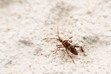 Conifer seed bug on white surface
