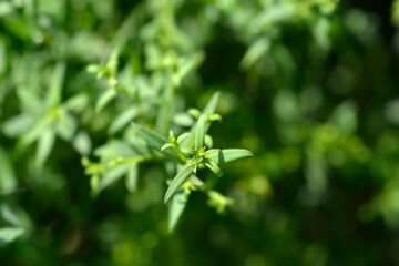 New York aster Professor Kippenberg leaves