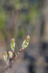 Alder-leaved serviceberry Sleyt flower buds