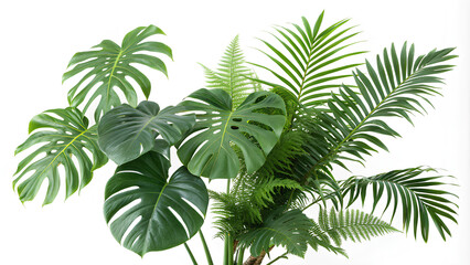 Fototapeta premium Lush green tropical plants bush, cut out. border, On white background, Clipping path