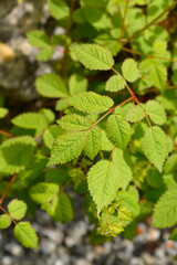 Chinese astilbe leaves