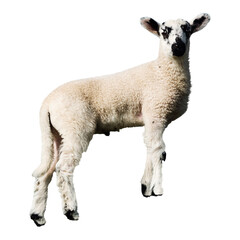 White fluffy lamb png sticker, farm animal, transparent background
