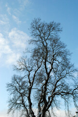 Mature Leafless Tree seen against Blue Sky