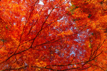美しい赤に染まる多磨霊園紅葉