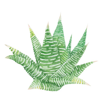 green watercolor succulent plant isolated clip art preview