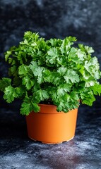 A vibrant cilantro plant in a terracotta pot, sits on a dark surface.  The lush green foliage is in sharp focus against a blurred background.