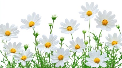 Obraz premium White daisies isolated on white with green leaves.