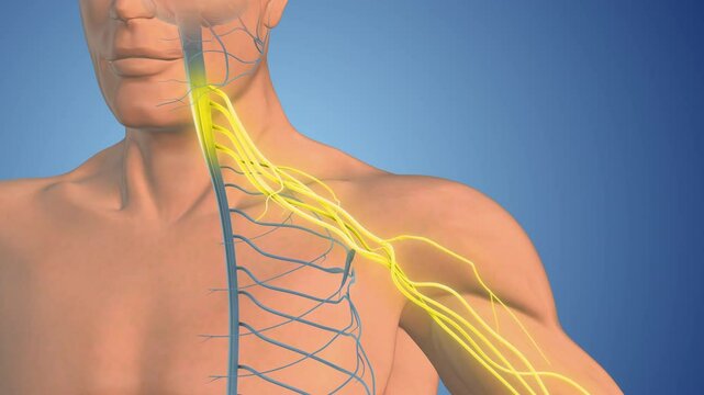 Anatomy of Brachial Plexus Shoulder Nerve Network