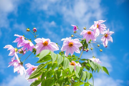 4ページ目 | 皇帝ダリアの写真素材｜写真素材なら「写真AC」無料