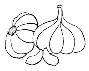 hand drawn illustration of garlic, sketch of garlic, doodle of garlic