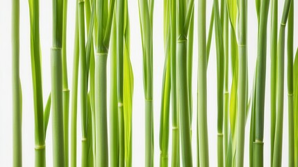 Lemongrass white background. Generative AI