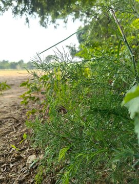 Shatavari Asparagus racemosus Climbing Medicinal Plant Ayurvedic Herb with Delicate Foliage