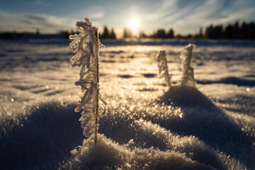 Obraz premium Brindilles givrées dans un champ de neige au petit matin avec le soleil