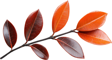 Vibrant orange and red leaves on a dark branch