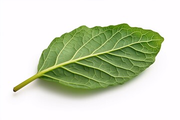 Fresh Green Leaf Isolated on White Background, Perfect for Healthy Food Concepts, Natural Ingredients, and Culinary Use in Stock Photography