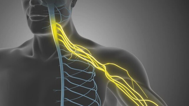 Brachial Plexus Shoulder Nerve Pathways and Structure Overview
