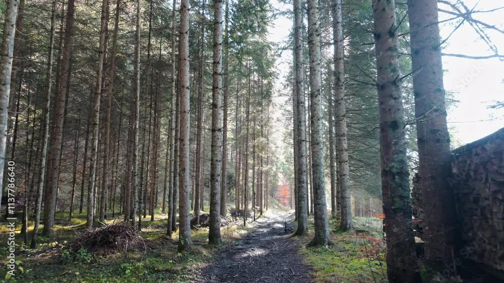 Aufkleber serene forest path with sunlight filtering through tall trees