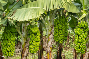 Green tropical banana fruits close-up on banana plantation
