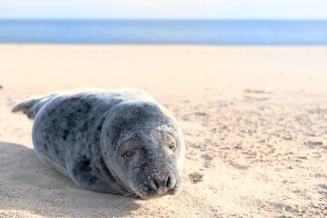 Seal at the Dutch beach