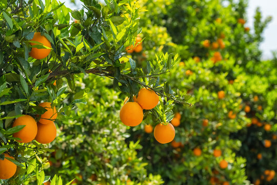 Orange garden with ripe oranges on tree branches.
