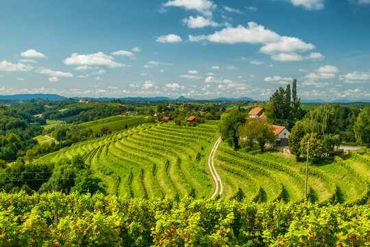 Vineyards in Jeruzalem wine region in Eastern Slovenia