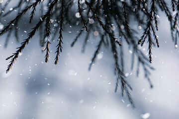 cypress branches with snow in winter.