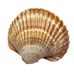 Obraz premium Detailed Shell on White Background for Design Use Transparent Background