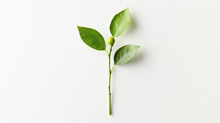 Obraz premium A lime with two leaves still attached to its stem, isolated on a pure white background