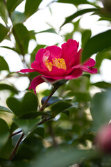 一輪のピンクの花