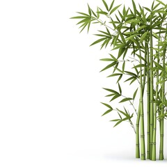 Lush Green Bamboo Stalks Against White Background for Tranquility