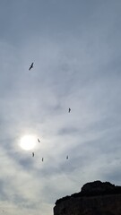 seagull flying over the sea