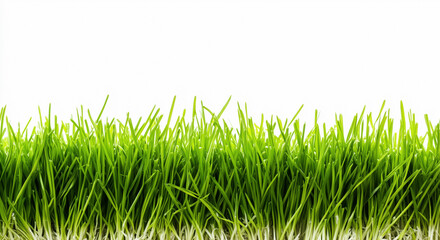 Fototapeta premium Panorama Greasy green grass cut out and isolated on white background for template and banner design
