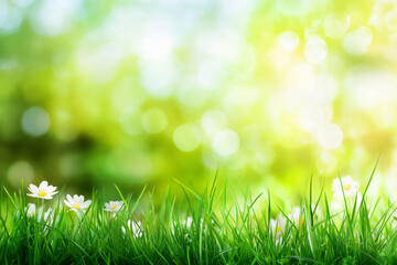 Fresh green spring grass with delicate daisies in bloom, beautifully blurred background enhancing the vibrant, natural scene.