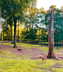 deers in forest