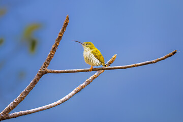 Streaked spiderhunter on a tree branch. 